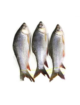 Ruhi Fish 500g-600g (রুই নোলা)-High Quality