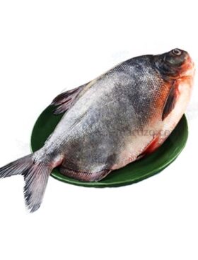 Rupchanda Fish, 1kg -1.100g, Cut Piece