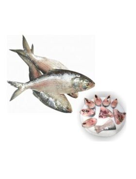 Ilish (জাটকা) 500g - 550g Medium size